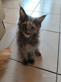 Cuccioli Maine Coin