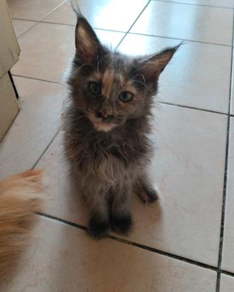 Cuccioli Maine Coin