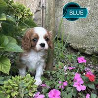 Cavalier king charles spaniel