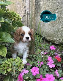Cavalier king charles spaniel