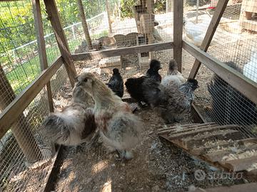 Galline Moroseta
