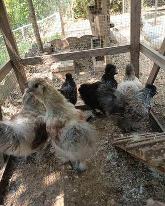 Galline Moroseta