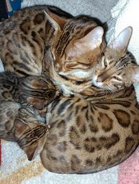 Cucioli Bengal