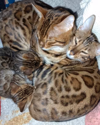 Cucioli Bengal