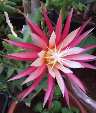 selenicereus anthonyanus