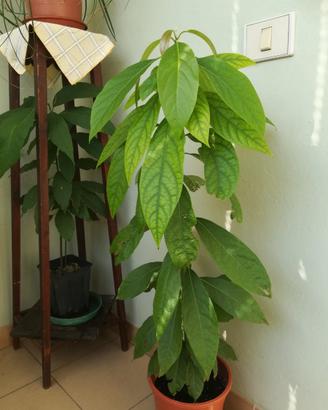 Piante di avocado