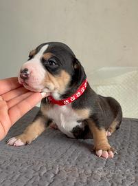 American Pitbull Terrier