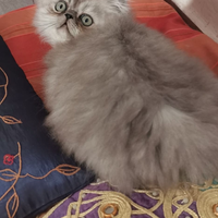 Gattino, persiano chinchilla di quattro mesi