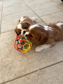 Cavalier king charles spaniel con pedigree
