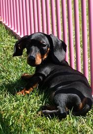 Cucciolo bassotto tedesco nano maschio