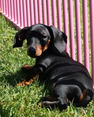 Cucciolo bassotto tedesco nano maschio