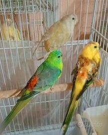 Parrochetti dal Groppone