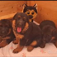 Cuccioli disponibili di pastore tedesco