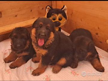 Cuccioli disponibili di pastore tedesco