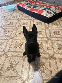 Cuccioli di Pastore Belga Malinois