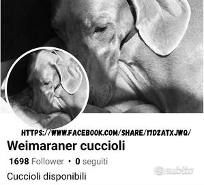 Weimaraner