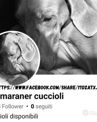 Weimaraner