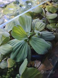 pistia per Rocco