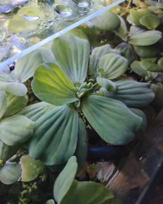 pistia per Rocco