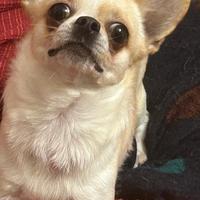 Chihuahua monta