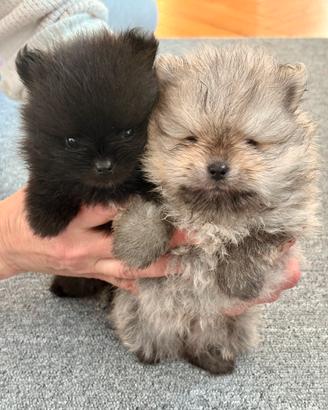 Cuccioli volpino pomerania