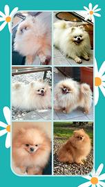 Spitz Pomerania SOLO ACCOPPIAMENTO