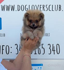 POMERANIA FULVO "mini mini mini"