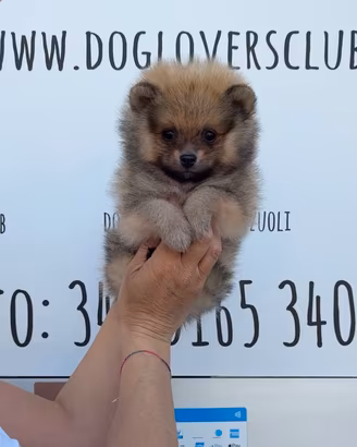 POMERANIA FULVO "mini mini mini"