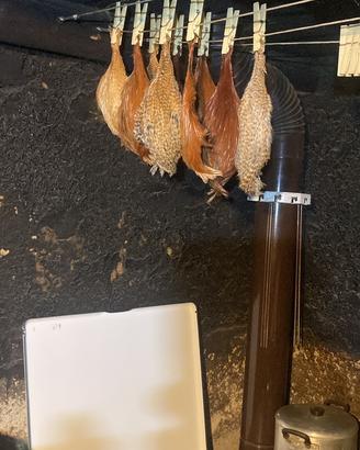 Colli di gallo