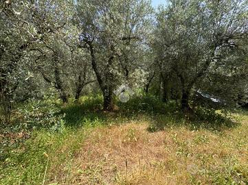 TER. AGRICOLO A NARNI