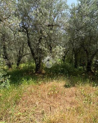 TER. AGRICOLO A NARNI