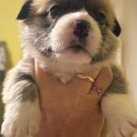 Cuccioli Welsh Corgi Pembroke