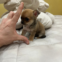 Chihuahua femmina pelo raso micro 75 giorni