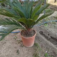 Pianta cycas