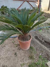 Pianta cycas