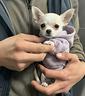 chihuahua-toy-femmina-3-mesi-adele