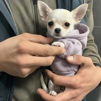 Chihuahua Toy Femmina - 3 mesi - Adele