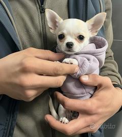 Chihuahua Toy Femmina - 3 mesi - Adele