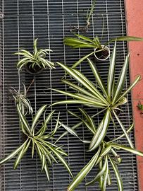 5 piante di Nastrino