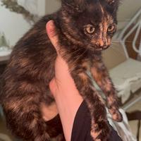 Diamo una casa a questo gattino