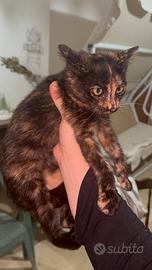 Diamo una casa a questo gattino