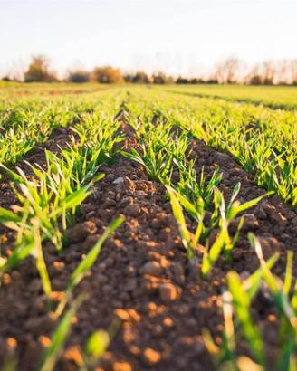 Terreno di 700 m² a Tarquinia
