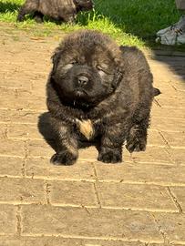 Cuccioli pastore del Caucaso