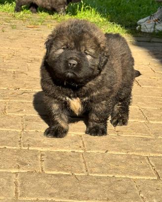 Cuccioli pastore del Caucaso