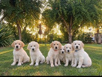 Cuccioli di Golden Retriever- alta genealogía