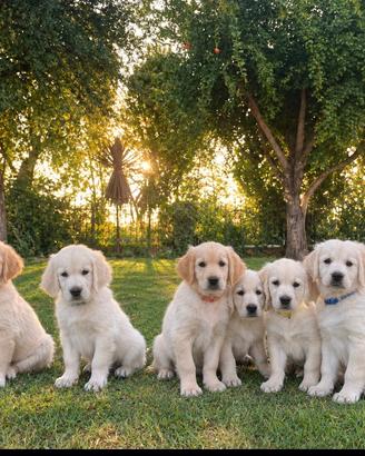 Cuccioli di Golden Retriever- alta genealogía