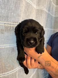 Vendita labrador