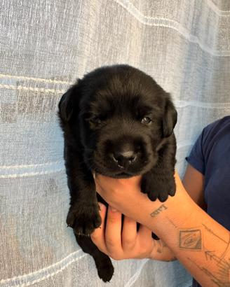 Vendita labrador