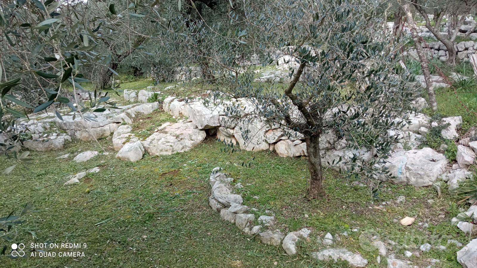 terreno uliveto - Vista 3