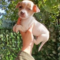 Jack russell nani a zampa corta